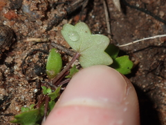 Hydrocotyle hispidula