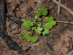Hydrocotyle hispidula