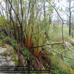 Polystichum speciosissimum