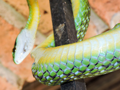 Leptophis diplotropis