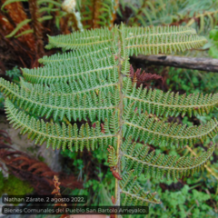 Polystichum speciosissimum