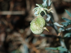 Acanthocarpus preissii