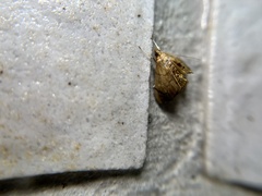 Discothyris ferruginata