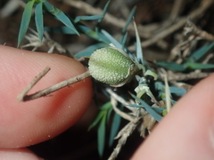 Acanthocarpus preissii