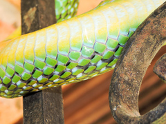 Leptophis diplotropis