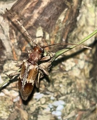 Trichoferus pallidus