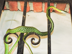 Leptophis diplotropis