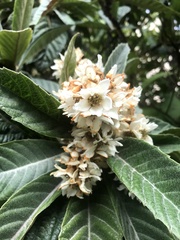 Eriobotrya japonica