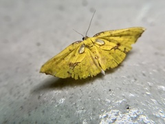 Corymica