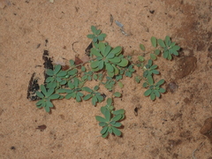 Phyllanthus erwinii
