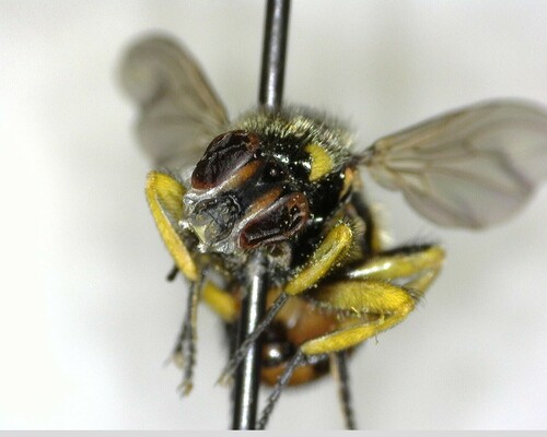 iNaturalist observation photo of Dalmannia pacifica