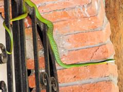Leptophis diplotropis