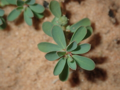 Phyllanthus erwinii