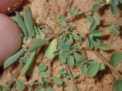 Phyllanthus erwinii