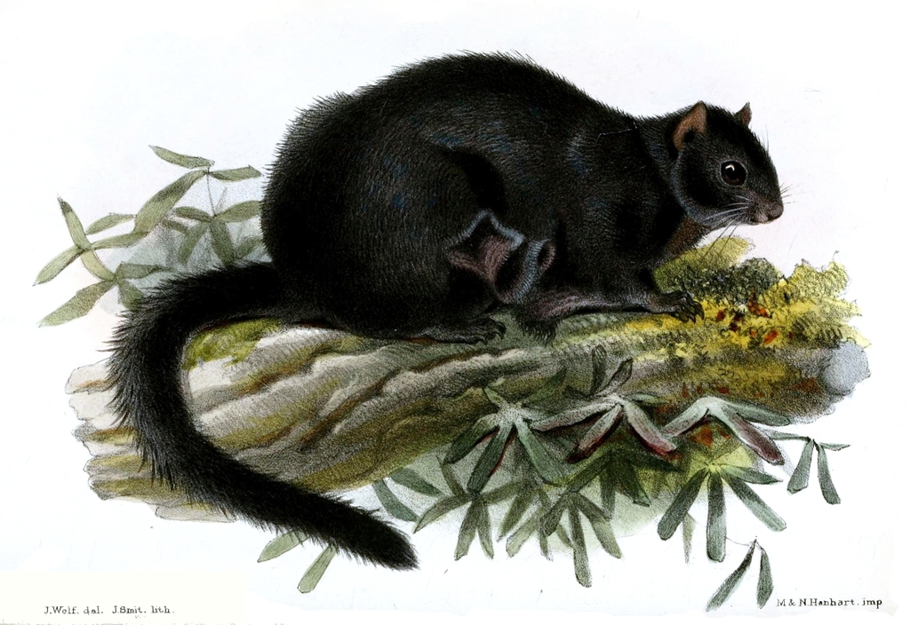 Black Flying Squirrel