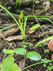 Malaxis spicata
