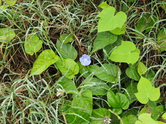 Jacquemontia pentanthos