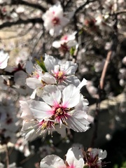 Prunus amygdalus