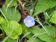 Jacquemontia pentanthos