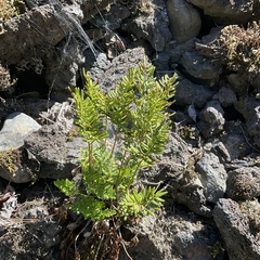 Cryptogramma acrostichoides