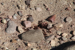 Pogonomyrmex rugosus
