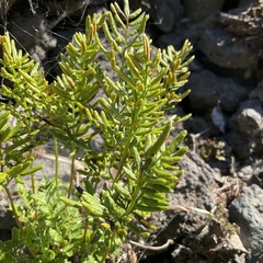 Cryptogramma acrostichoides