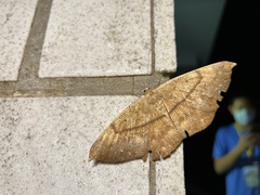 Chorodna ochreimacula