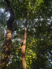 Oxydendrum arboreum