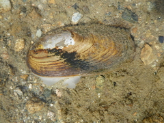 Anodonta kennerlyi