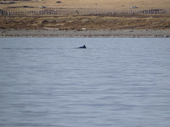 Cephalorhynchus eutropia