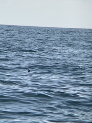 Hydrobates pelagicus