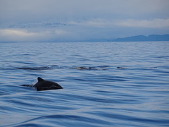 Cephalorhynchus eutropia