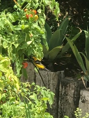 Icterus cucullatus nelsoni