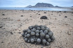 Copiapoa cinerascens