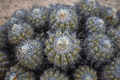 Copiapoa cinerascens