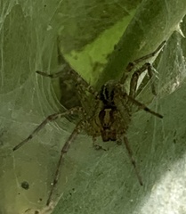 Agelenopsis