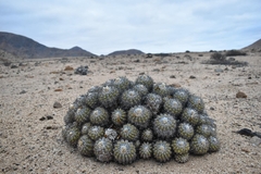 Copiapoa cinerascens