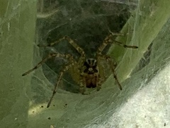 Agelenopsis