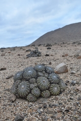 Copiapoa cinerascens