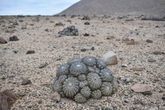 Copiapoa cinerascens