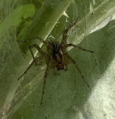 Agelenopsis