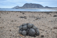 Copiapoa cinerascens