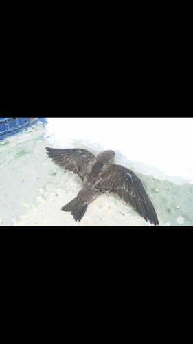 Plain Swift