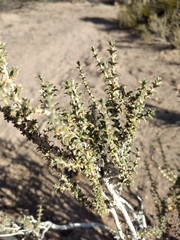 Junellia connatibracteata