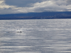 Cephalorhynchus eutropia