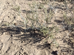 Junellia connatibracteata