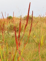 Watsonia pulchra image