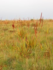 Watsonia pulchra image