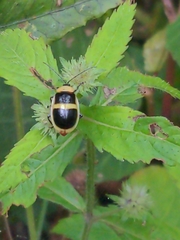 Asphaera transversofasciata