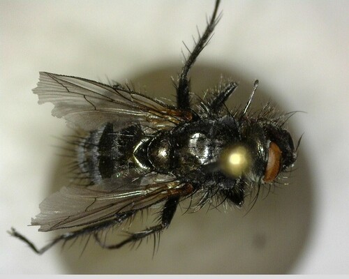 iNaturalist observation photo of Exoristinae